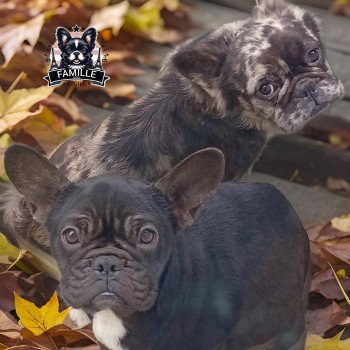 chien Bouledogue francais Cacao dark porteuse bleu et tan ARIZONA Famille Dog Etoilé