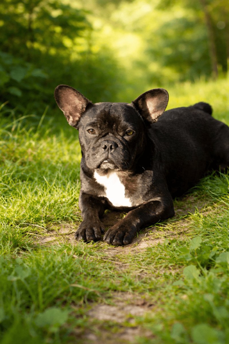 Arizona Élevage de la vallée sacrée du bouledogue Femelle Bouledogue francais