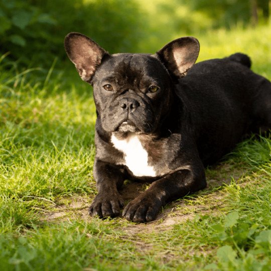 Arizona Élevage de la vallée sacrée du bouledogue Femelle Bouledogue francais