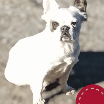 chien Bouledogue francais Seattle Famille Dog Etoilé